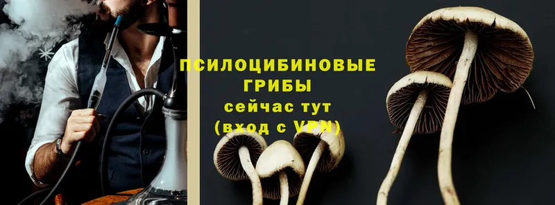 Псилоцибиновые грибы Magic Shrooms Пестово